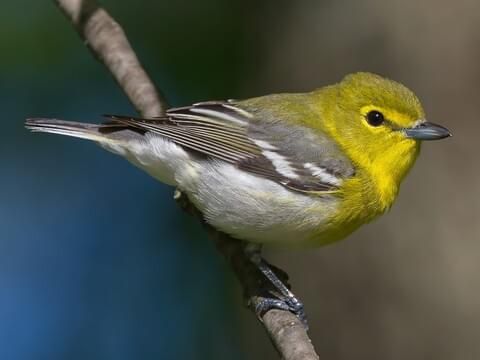 【mimi】 Birds Northern Owl Yellow Northern Pygmy-Owl — Eastside Audubon Society